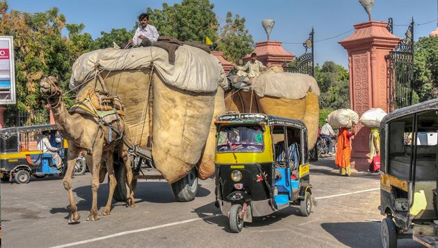 Typische Taxis und Schwertransporte mit Kamelen.